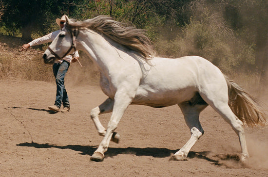 Horsemanship lessons, horse riding lessons, western riding lessons 